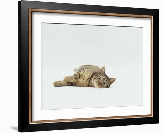 Female Domestic Tabby Cat Lying Down, UK-Jane Burton-Framed Photographic Print