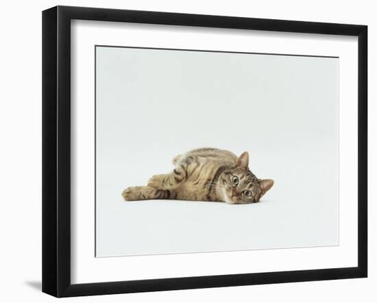 Female Domestic Tabby Cat Lying Down, UK-Jane Burton-Framed Photographic Print