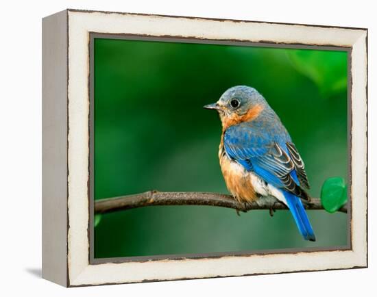 Female Eastern Bluebird-Adam Jones-Framed Premier Image Canvas