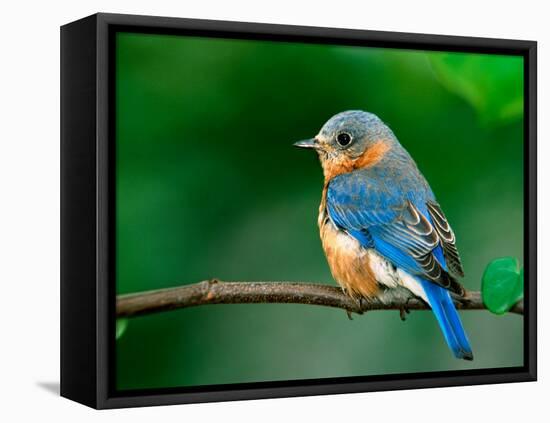 Female Eastern Bluebird-Adam Jones-Framed Premier Image Canvas