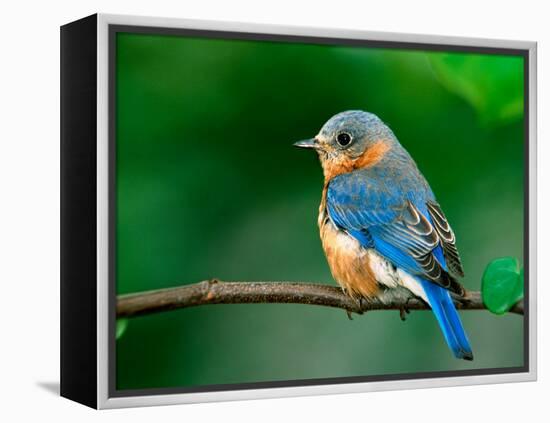 Female Eastern Bluebird-Adam Jones-Framed Premier Image Canvas