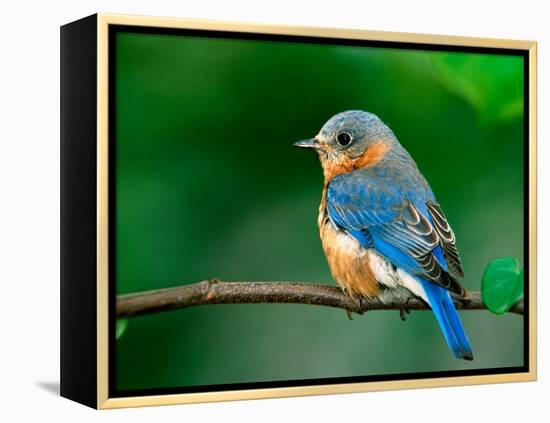 Female Eastern Bluebird-Adam Jones-Framed Premier Image Canvas