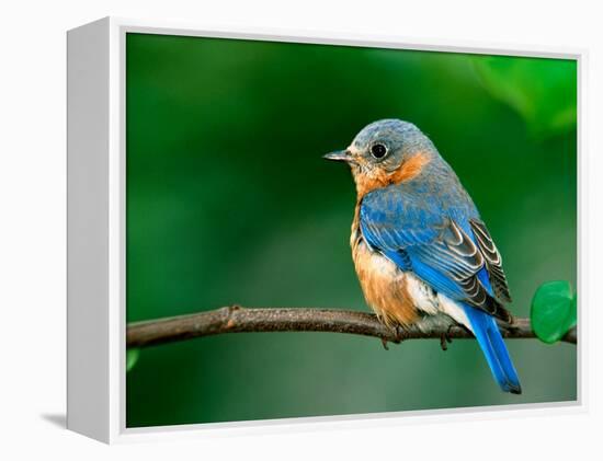 Female Eastern Bluebird-Adam Jones-Framed Premier Image Canvas