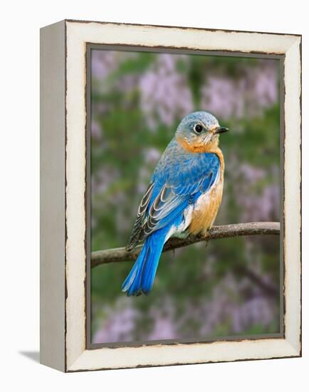 Female Eastern Bluebird-Adam Jones-Framed Premier Image Canvas