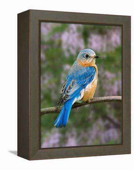 Female Eastern Bluebird-Adam Jones-Framed Premier Image Canvas