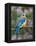 Female Eastern Bluebird-Adam Jones-Framed Premier Image Canvas