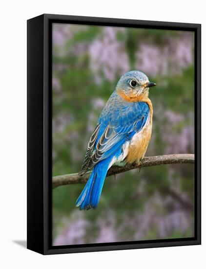 Female Eastern Bluebird-Adam Jones-Framed Premier Image Canvas