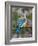 Female Eastern Bluebird-Adam Jones-Framed Photographic Print