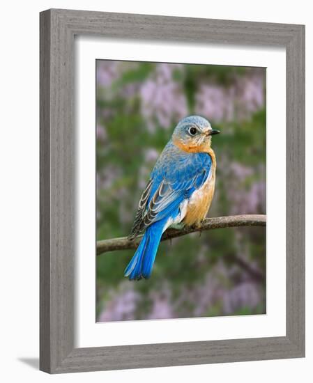 Female Eastern Bluebird-Adam Jones-Framed Photographic Print