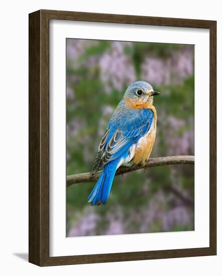 Female Eastern Bluebird-Adam Jones-Framed Photographic Print