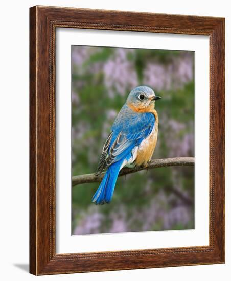 Female Eastern Bluebird-Adam Jones-Framed Photographic Print