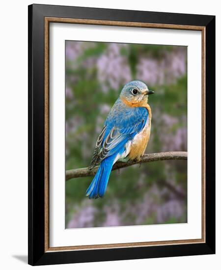 Female Eastern Bluebird-Adam Jones-Framed Photographic Print