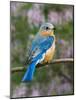 Female Eastern Bluebird-Adam Jones-Mounted Photographic Print