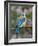 Female Eastern Bluebird-Adam Jones-Framed Photographic Print