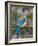 Female Eastern Bluebird-Adam Jones-Framed Photographic Print