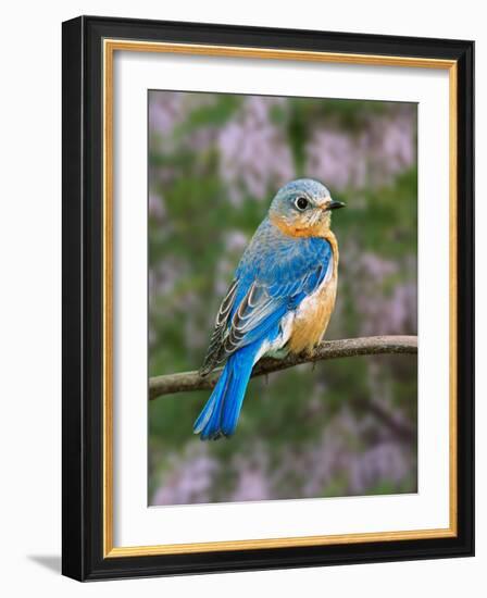 Female Eastern Bluebird-Adam Jones-Framed Photographic Print