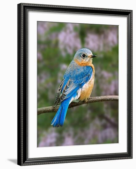 Female Eastern Bluebird-Adam Jones-Framed Photographic Print