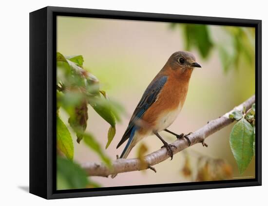 Female Eastern Bluebird-Adam Jones-Framed Premier Image Canvas