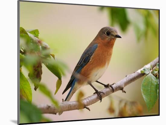 Female Eastern Bluebird-Adam Jones-Mounted Photographic Print