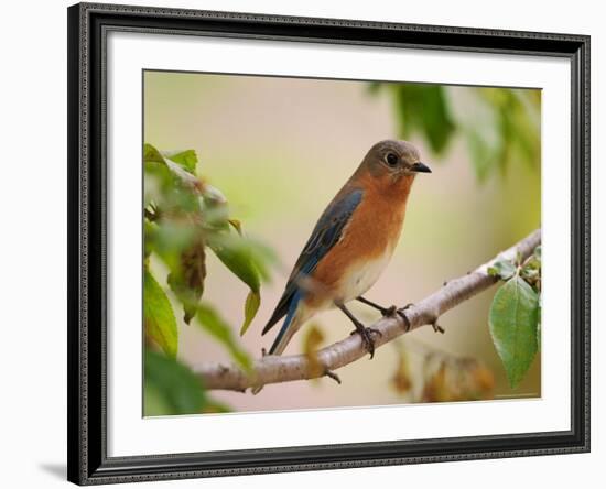 Female Eastern Bluebird-Adam Jones-Framed Photographic Print