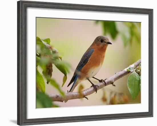 Female Eastern Bluebird-Adam Jones-Framed Photographic Print