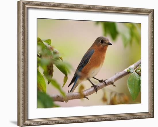 Female Eastern Bluebird-Adam Jones-Framed Photographic Print