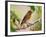 Female Eastern Bluebird-Adam Jones-Framed Photographic Print