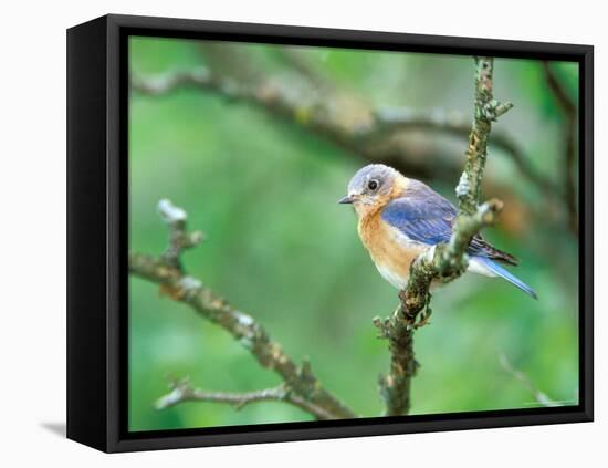 Female Eastern Bluebird-Adam Jones-Framed Premier Image Canvas