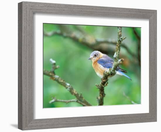 Female Eastern Bluebird-Adam Jones-Framed Photographic Print