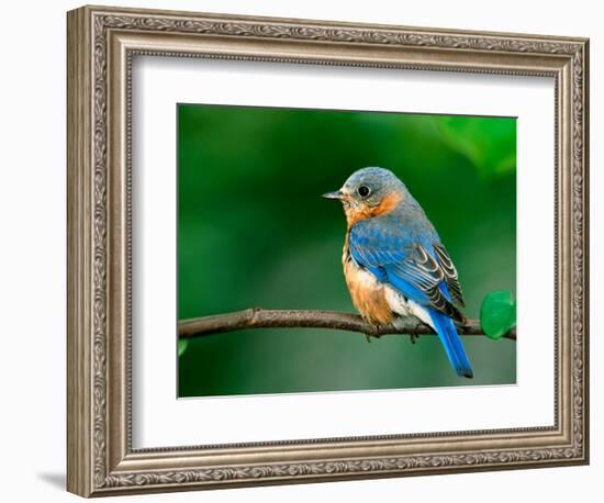 Female Eastern Bluebird-Adam Jones-Framed Photographic Print