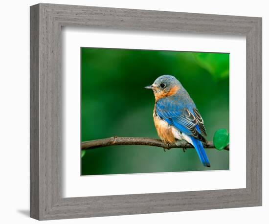 Female Eastern Bluebird-Adam Jones-Framed Photographic Print