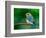 Female Eastern Bluebird-Adam Jones-Framed Photographic Print