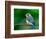 Female Eastern Bluebird-Adam Jones-Framed Photographic Print