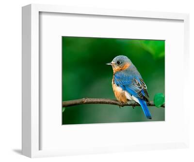'Female Eastern Bluebird' Photographic Print - Adam Jones ...