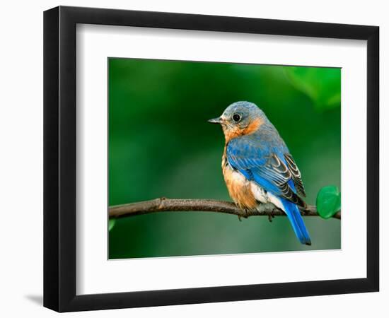 Female Eastern Bluebird-Adam Jones-Framed Photographic Print