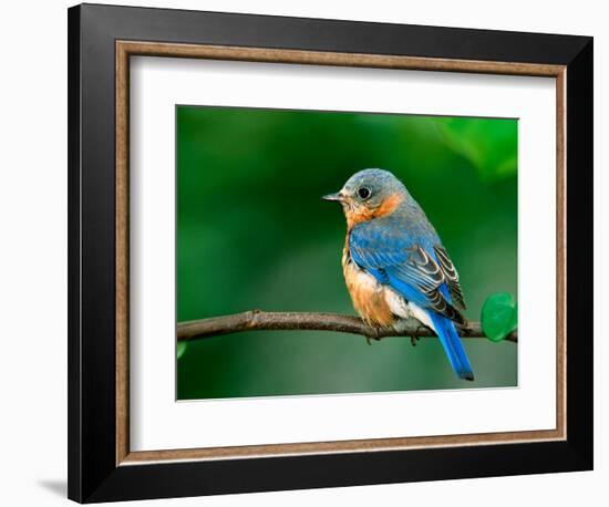 Female Eastern Bluebird-Adam Jones-Framed Photographic Print