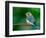 Female Eastern Bluebird-Adam Jones-Framed Photographic Print