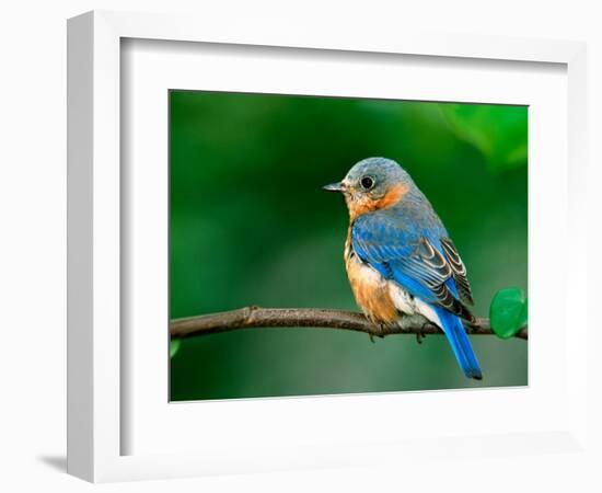 Female Eastern Bluebird-Adam Jones-Framed Photographic Print