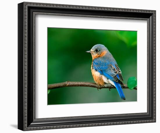 Female Eastern Bluebird-Adam Jones-Framed Photographic Print