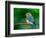 Female Eastern Bluebird-Adam Jones-Framed Photographic Print