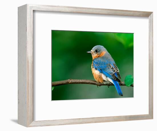 Female Eastern Bluebird-Adam Jones-Framed Photographic Print