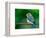 Female Eastern Bluebird-Adam Jones-Framed Photographic Print