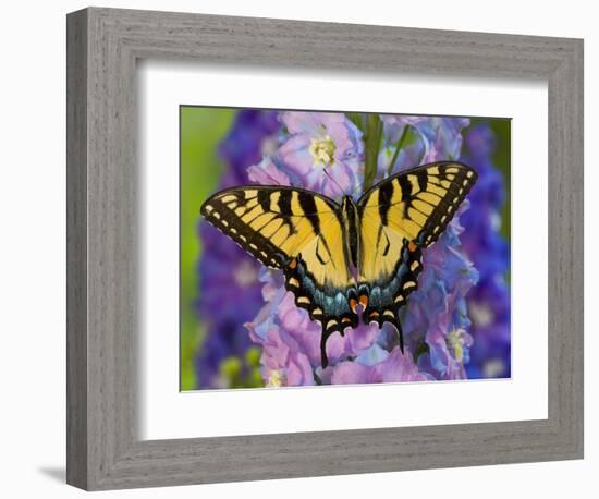 Female Eastern Tiger Swallowtail Butterfly on Delphinium-Darrell Gulin-Framed Photographic Print