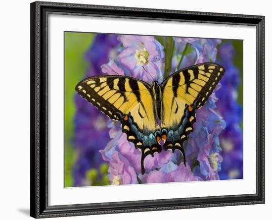 Female Eastern Tiger Swallowtail Butterfly on Delphinium-Darrell Gulin-Framed Photographic Print