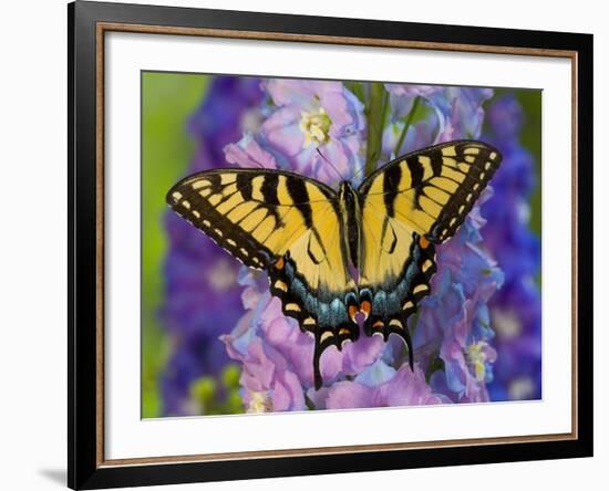 Female Eastern Tiger Swallowtail Butterfly on Delphinium-Darrell Gulin-Framed Photographic Print