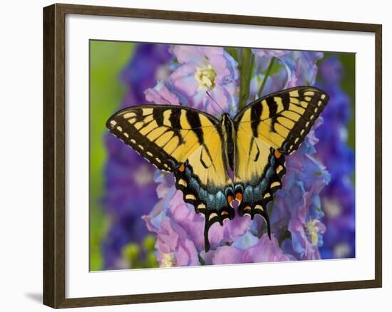 Female Eastern Tiger Swallowtail Butterfly on Delphinium-Darrell Gulin-Framed Photographic Print