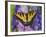 Female Eastern Tiger Swallowtail Butterfly on Delphinium-Darrell Gulin-Framed Photographic Print