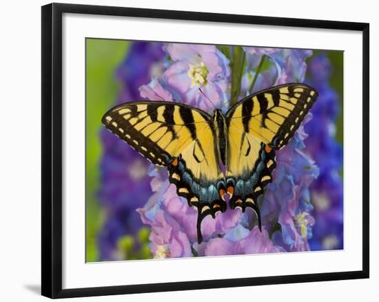 Female Eastern Tiger Swallowtail Butterfly on Delphinium-Darrell Gulin-Framed Photographic Print