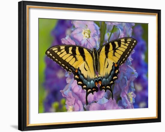 Female Eastern Tiger Swallowtail Butterfly on Delphinium-Darrell Gulin-Framed Photographic Print