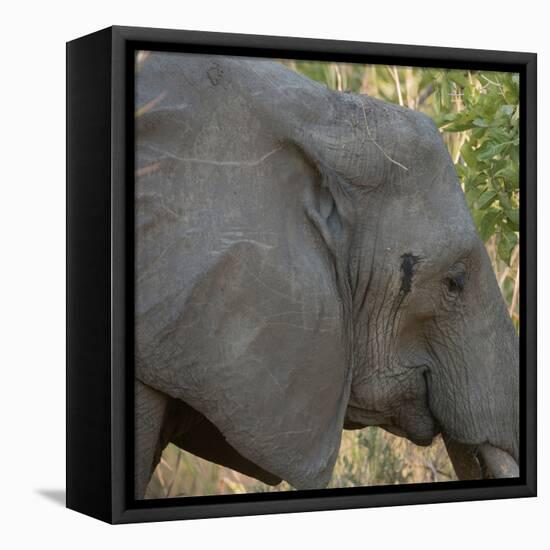 Female Elephant - Zabia-Scott Bennion-Framed Stretched Canvas